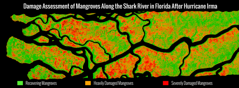 Illustration for article titled New Research Shows the Everglades Are Still Hurting Months After Irma